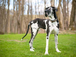 Great Dane